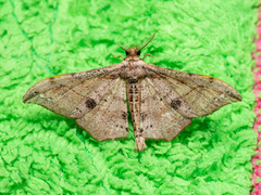 Hyposidra infixaria