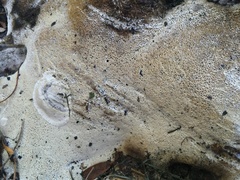 Vanderbylia robiniophila