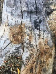 Vanderbylia robiniophila