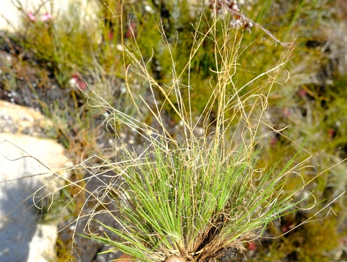 Pentameris clavata