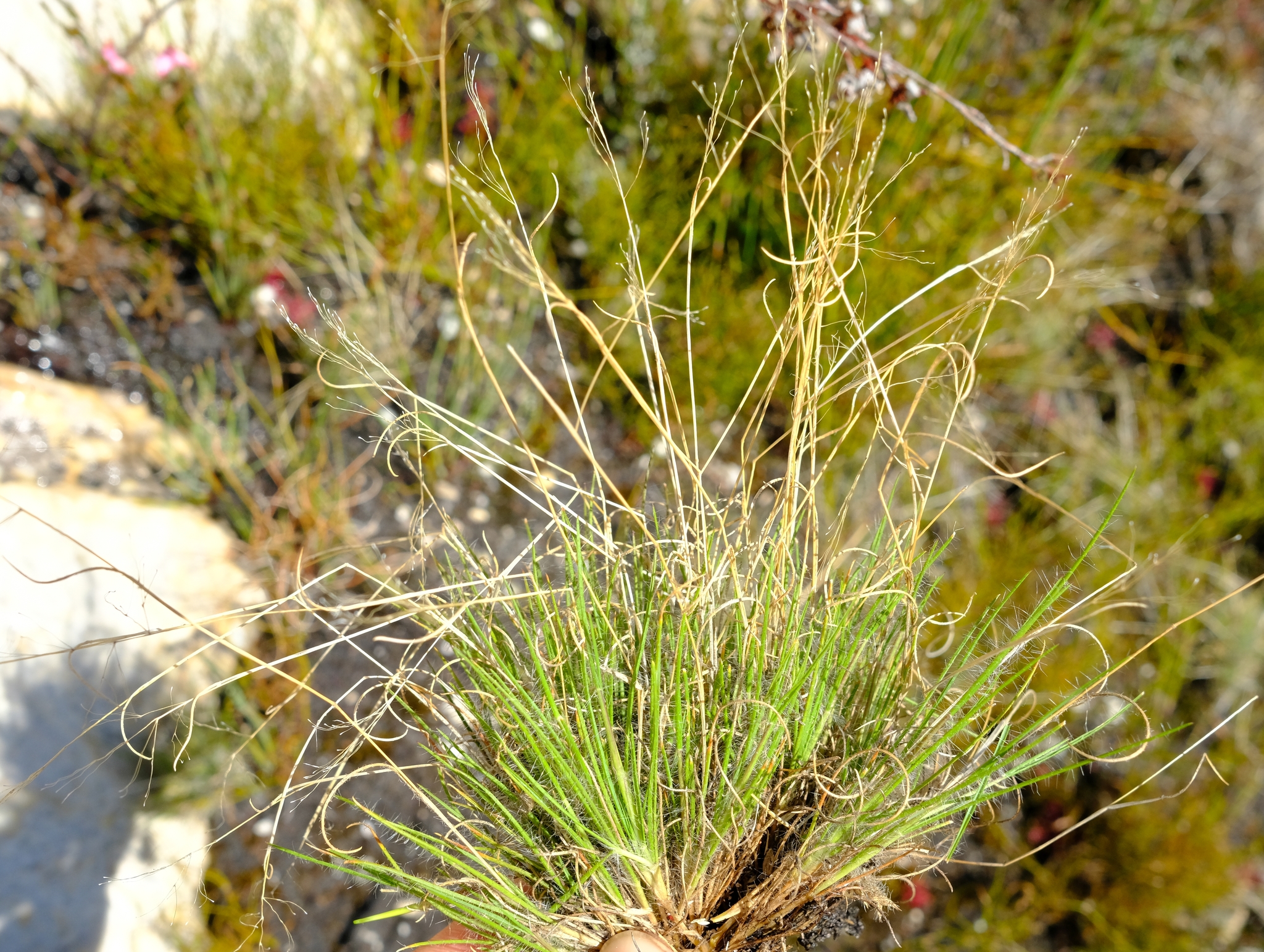 Pentameris clavata