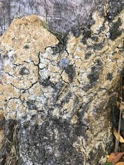 Vanderbylia robiniophila