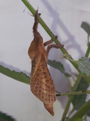 Alloaepytus tesselloides