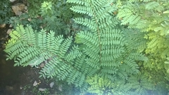 Robinia pseudoacacia