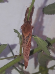 Alloaepytus tesselloides