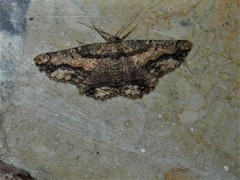 Menophra japygiaria