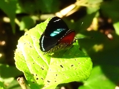 Diaethria clymena dodone