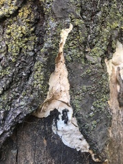 Vanderbylia robiniophila