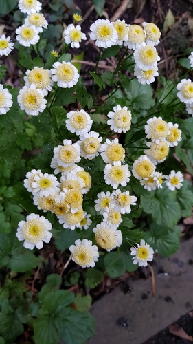 Tanacetum parthenium