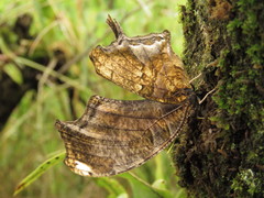 Consul fabius cecrops