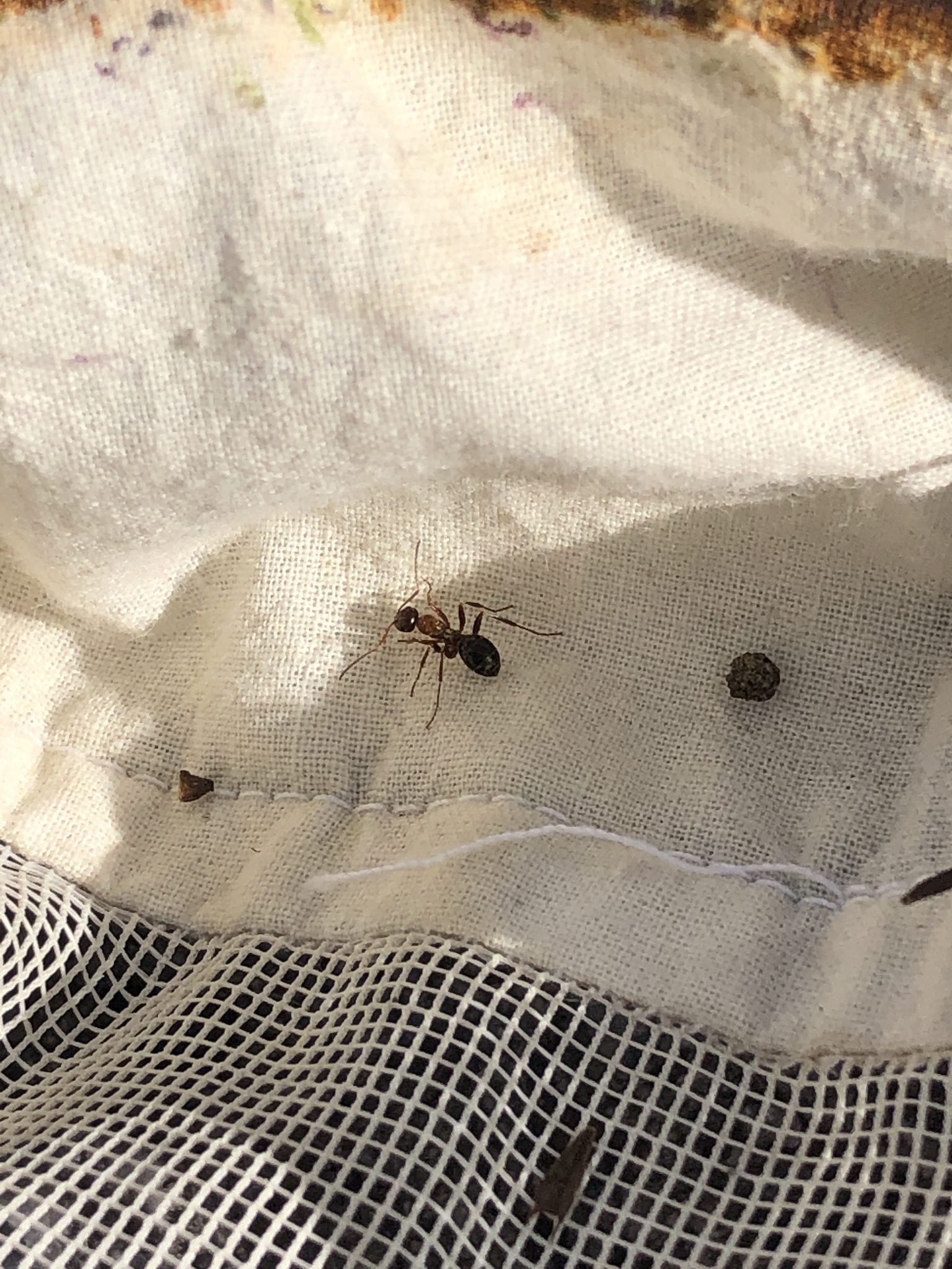 Formica pallidefulva