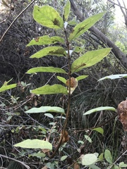 Lonicera involucrata