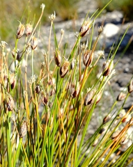 Ficinia ixioides glabra