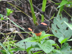 Heliconius erato hydara