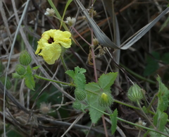 Pavonia cancellata