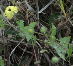 Pavonia cancellata