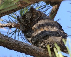 Psiloscops flammeolus