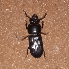Passalus