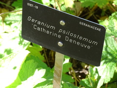 Geranium psilostemon