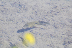 Herichthys minckleyi