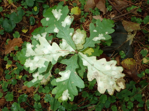 Baltadėmis Šeriuotaūsis nuotrauka