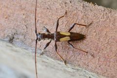 Gnomibidion fulvipes