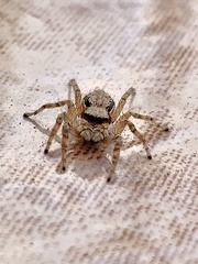 Menemerus bivittatus