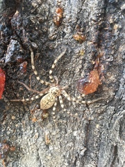 Eusparassus walckenaeri