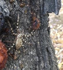 Eusparassus walckenaeri