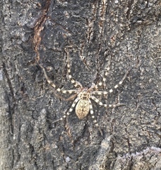 Eusparassus walckenaeri