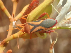 Crinocerus sanctus