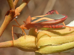 Crinocerus sanctus