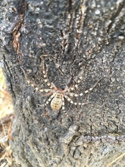 Eusparassus walckenaeri