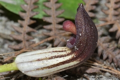 Arisarum