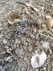 Eusparassus walckenaeri