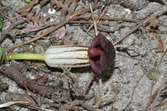 Arisarum