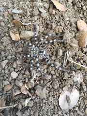 Eusparassus walckenaeri