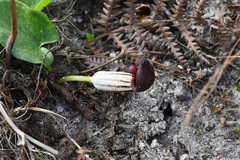 Arisarum