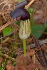 Arisarum