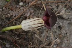 Arisarum