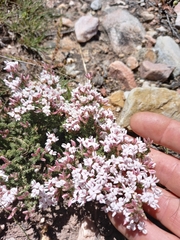 Aspalathus submissa