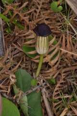 Arisarum