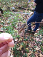 Melanoplus punctulatus