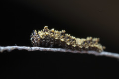 Limenitidinae