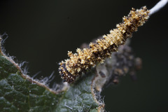 Limenitidinae