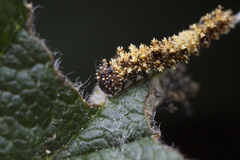 Limenitidinae