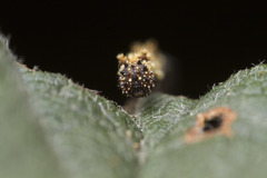Limenitidinae