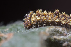 Limenitidinae