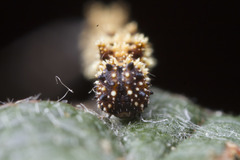 Limenitidinae