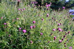 Centaurea